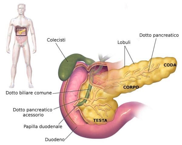 pancreas