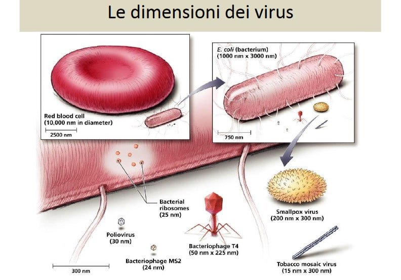 I virus sono organismi viventi o non viventi?